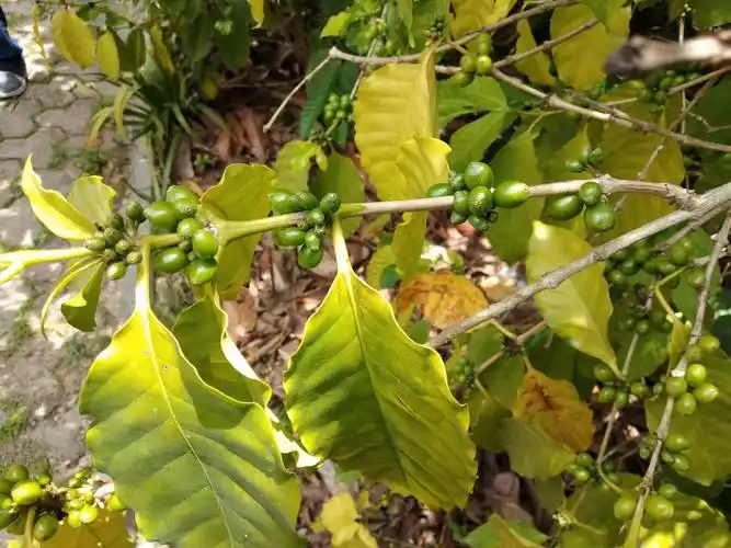 小粒咖啡:咖啡树结的咖啡豆.