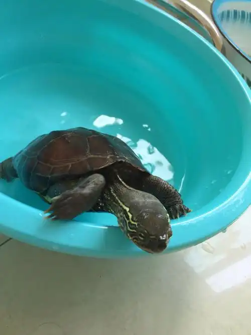 emys reevesii)又名乌龟,金龟,金线龟,墨龟,泥龟,水龟,山龟,臭青龟