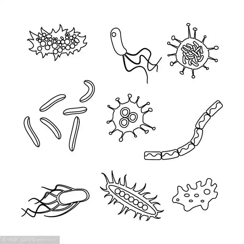 不同的细菌类型