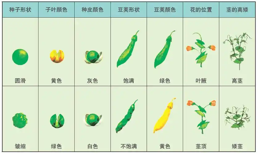 苏科生物网-当孟德尔遇到豌豆