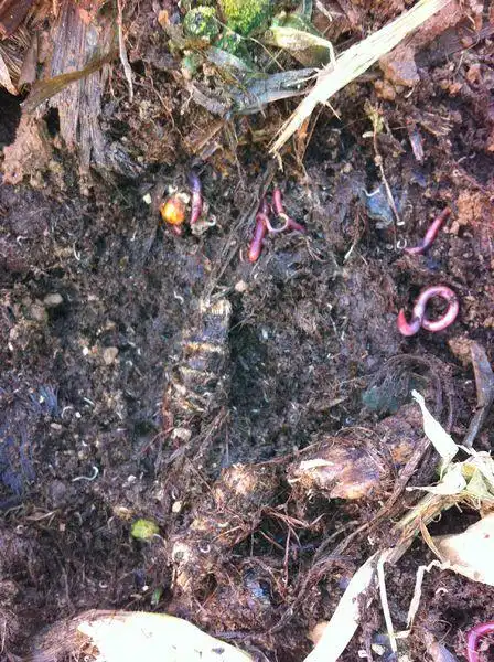 蚯蚓养殖床上的纯白色线虫是什么虫,对蚯蚓有害吗,怎么防范