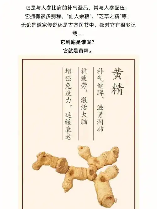 什么黄精最好科普