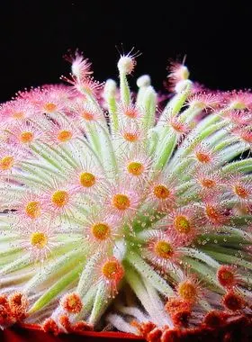 食虫植物—鹦鹉瓶子草