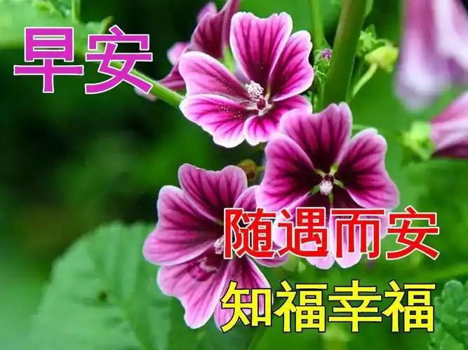 2021最美早安问候祝福动态图片鲜花带字_生活_微微_好朋友
