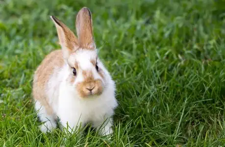 兔子在绿色草地上图片