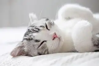 正在床上睡觉中的可爱 i>猫 /i>咪 i>高 /i> i>清 /i>特写大图