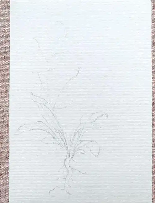 它还有个名字叫板蓝根