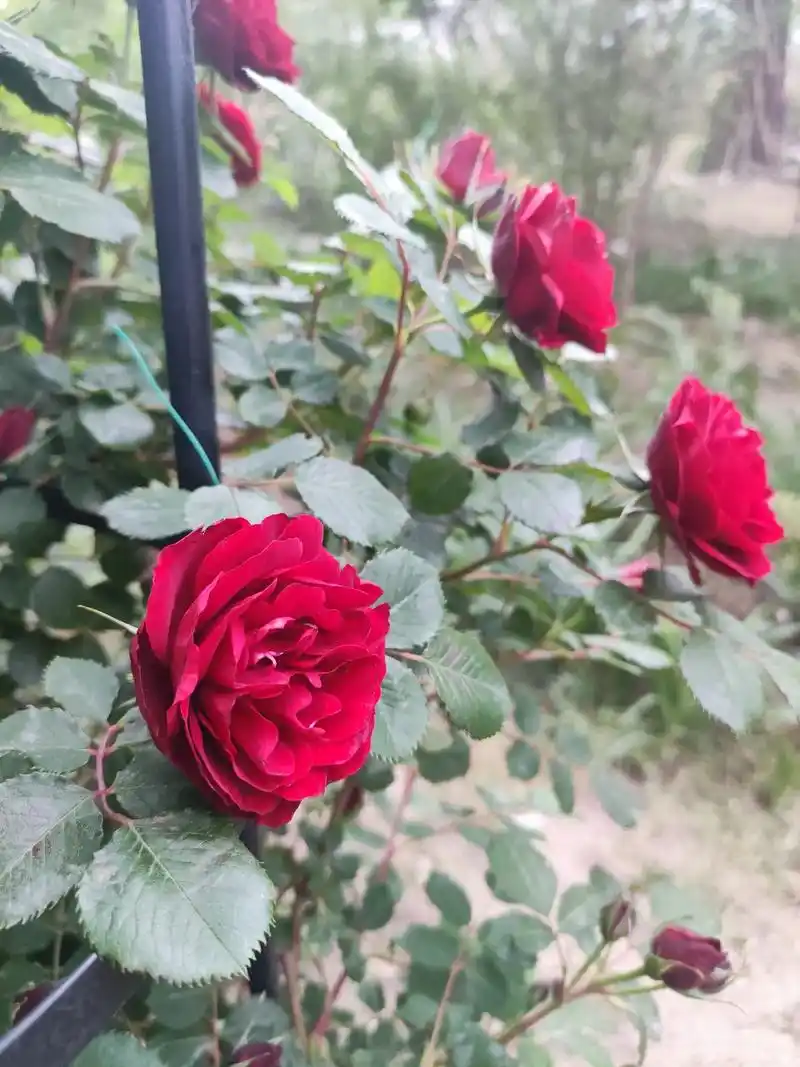 红蔷薇绽放.忙碌的六月,所有的花争先恐后开放.这棵耐寒的红蔷 - 抖音