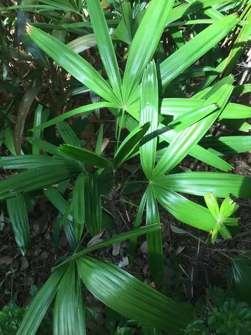 棕竹(棕榈科 棕竹属)