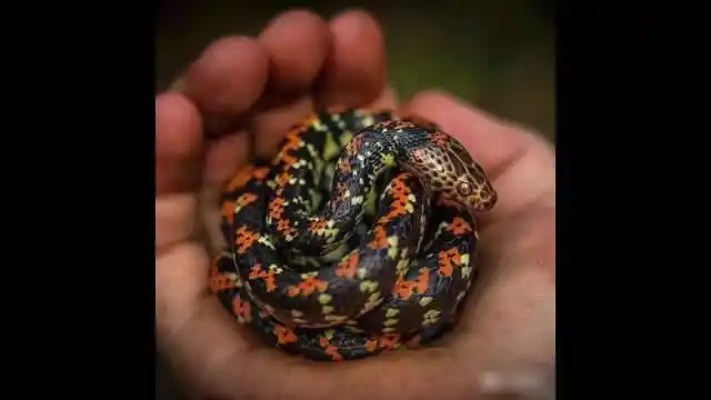 画一条可爱的小花蛇,花花绿绿的没那么可怕了吧!