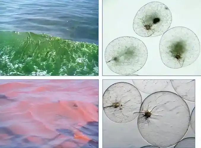 夜光藻,是一种大型的单细胞动物,它是一种非常古老