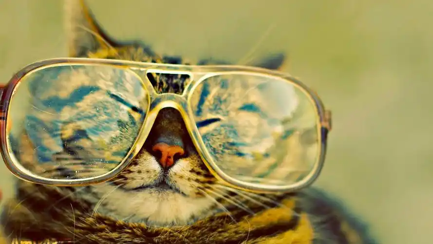 可爱的萌宠喵星人毛茸茸的小猫图片桌面壁纸高清大图预览1920x1080