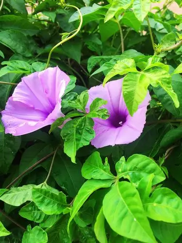 牵牛花,花开嫣然