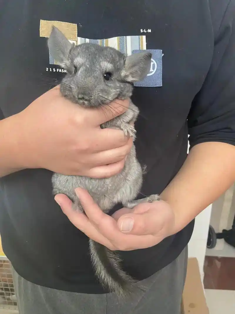 记录真实生活 #龙猫 快递不通,家里几只龙猫马 - 抖音