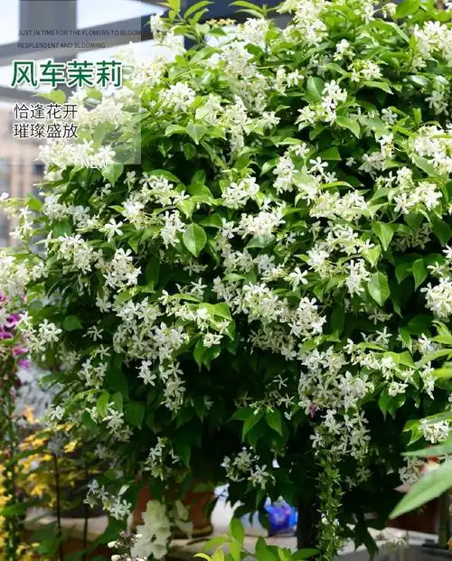风车茉莉爬藤花卉植物络石藤苗庭院盆栽四季常青银丝茉莉藤蔓耐寒白色