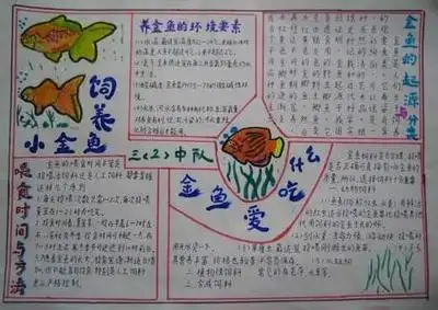 小金鱼手抄报 手抄报怎么画