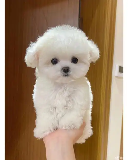 精品比熊犬 纯种幼犬 狗狗呆萌可爱不掉毛 无体味 疫苗驱虫已做