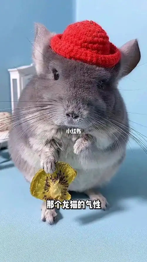 哈哈生气的龙猫太可爱了