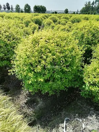 金禾女贞球,金禾女贞球,圆球形,枝叶饱满