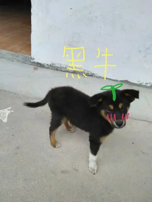 我家有只四眼狗,听说四眼狗很凶