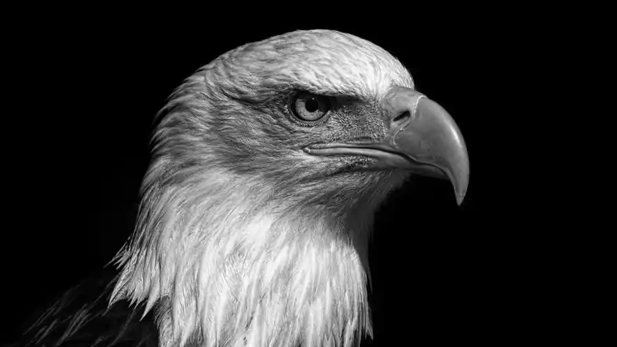 零基础创意素描精微意向写实素描第1节【老鹰4】造型课