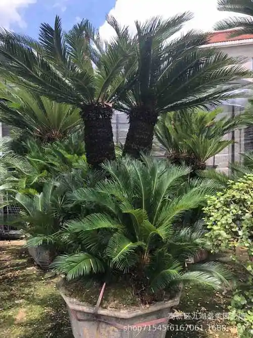 福建铁树批发 北京铁树盆景报价 多头大铁树价格 铁树基地直供