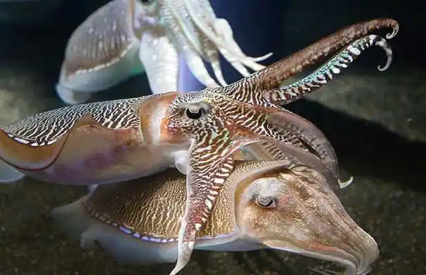 金乌贼养殖技术视频