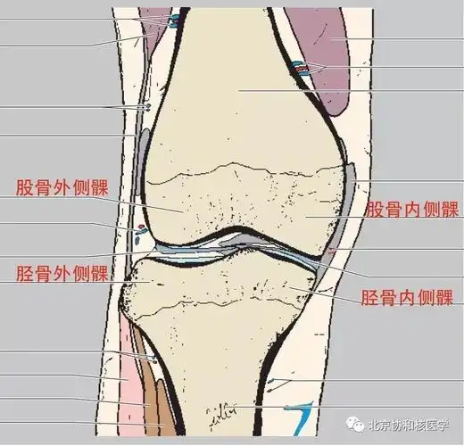 首先摄取增高的部位应该以股骨髁,胫骨髁为主,而且关节周围的摄取比