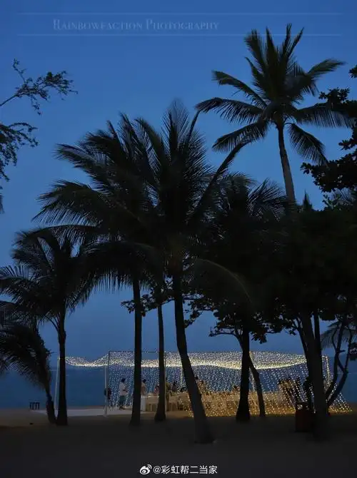 壁纸 树 桌面 棕榈树 690_925 竖版 竖屏 手机