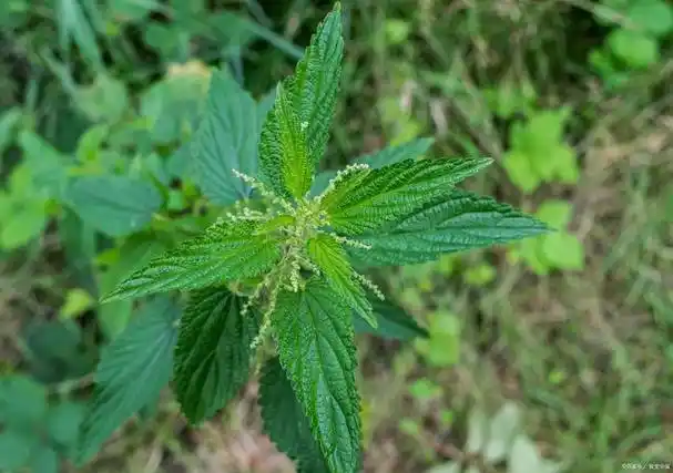 每天认识一种草——透骨草