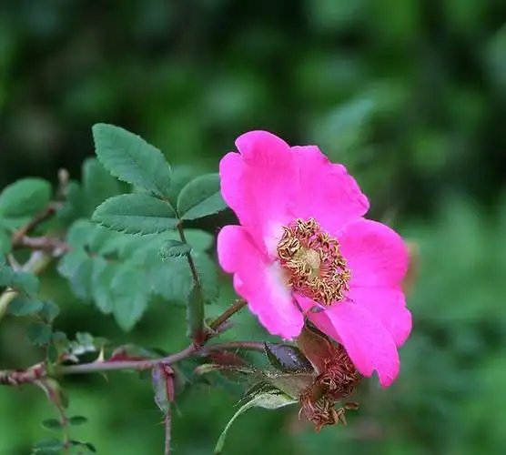 扁刺蔷薇 (植物)
