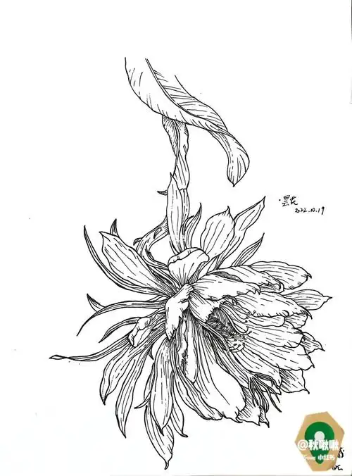 花卉练习|昙花·294