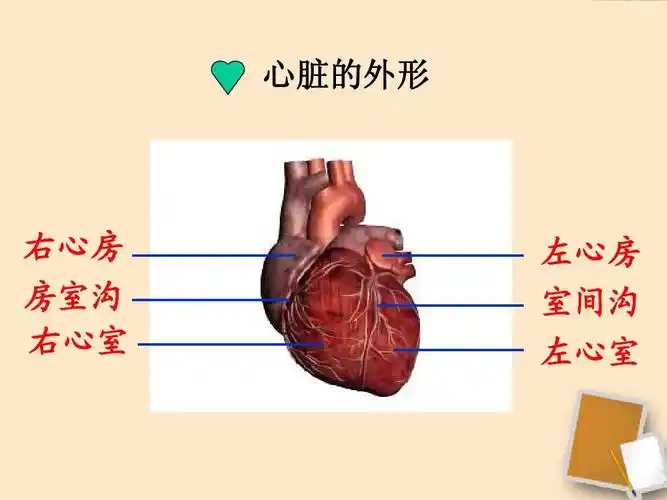 第三节输送血液的泵心脏课件