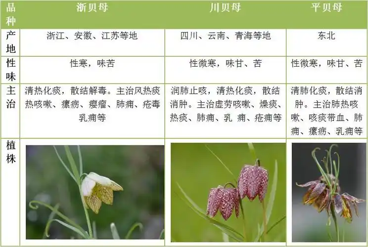浙贝母