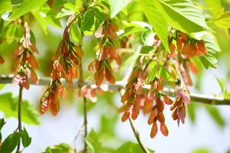 槭树果实很好看原创拍摄