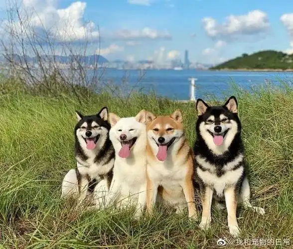 一群憨憨狗勾,感觉好像在排队嘲笑我!