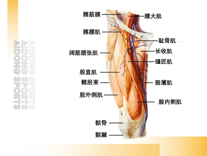 缝匠肌:大腿表面的一块肌肉,从(并穿过)膝关节和髋关节,帮助髋关节