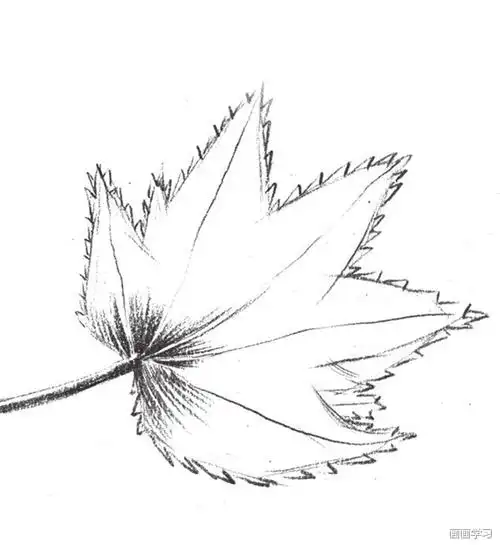 素描枫叶的绘画步骤三4,用长短线条继续画出枫叶的茎,并画出枫叶的