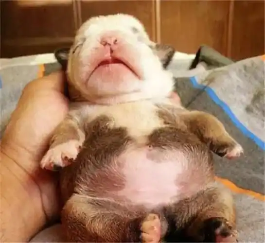 小奶狗一不留神吃出个圆滚滚的小肚子,简直要被它们萌化了!