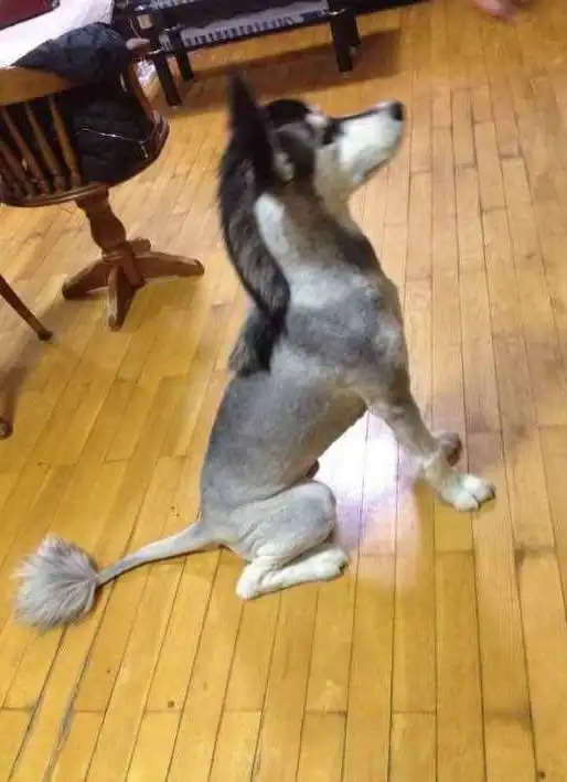 脱毛期的二哈,主人给它剃了一个奇葩的"发型"!