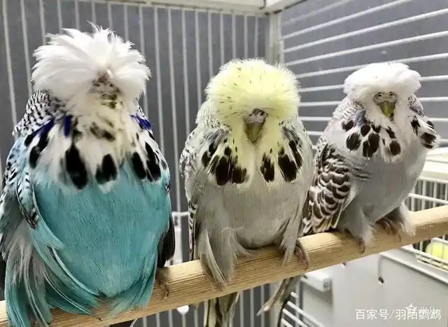 虎皮鹦鹉欧血大头