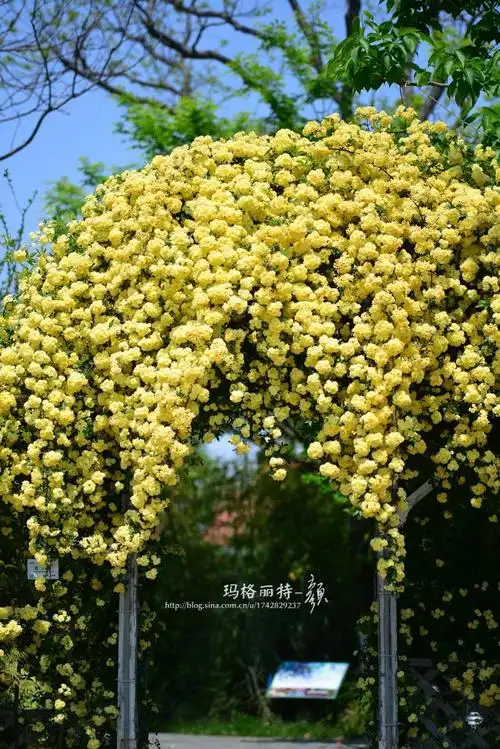 上海上房园艺的黄木香,每年春天满枝头几千朵花盛开