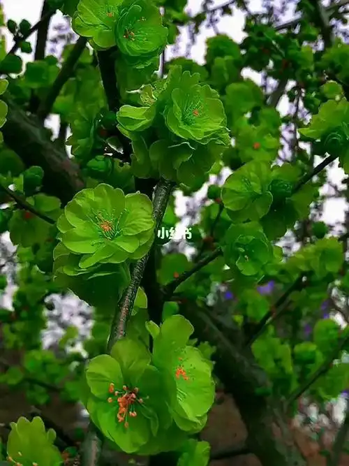 绿梅花_梅花_鲜花_鲜花分享_家居家装_家居装饰_花艺