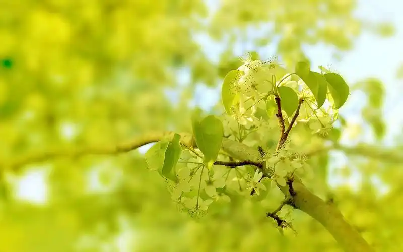 清新苹果花朵桌面壁纸(10/18)