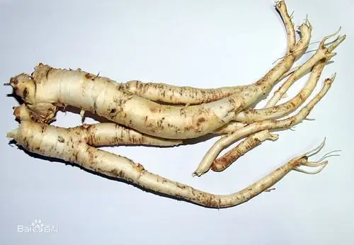 这个植物是沙参的哪一种