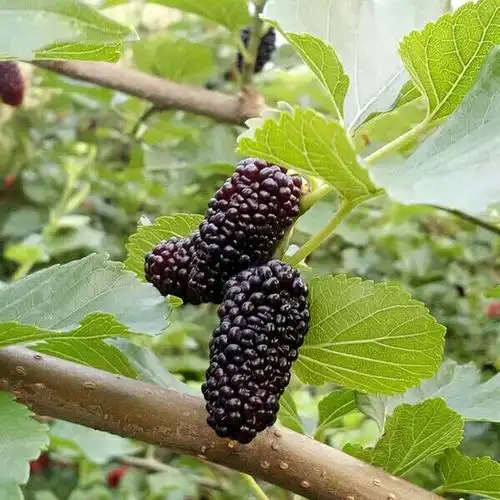 特级野生桑葚子