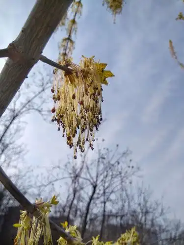 梣叶槭开花流苏飘飘(手机随拍)