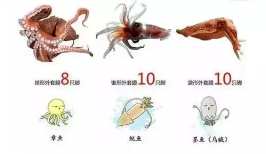 鱿鱼,章鱼,墨鱼,傻傻分不清?