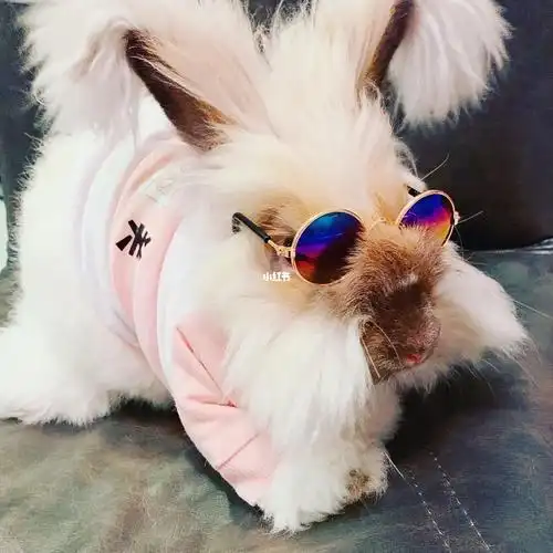 戴墨镜的安哥拉兔