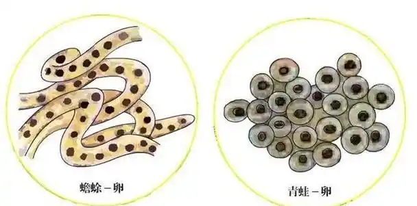 蟾蜍产出的卵是呈带状的,这些带状卵会缠绕在水草之上,静静地等待孵化